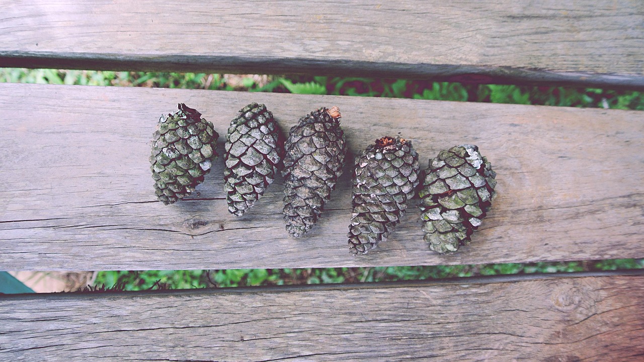 Pine Timber