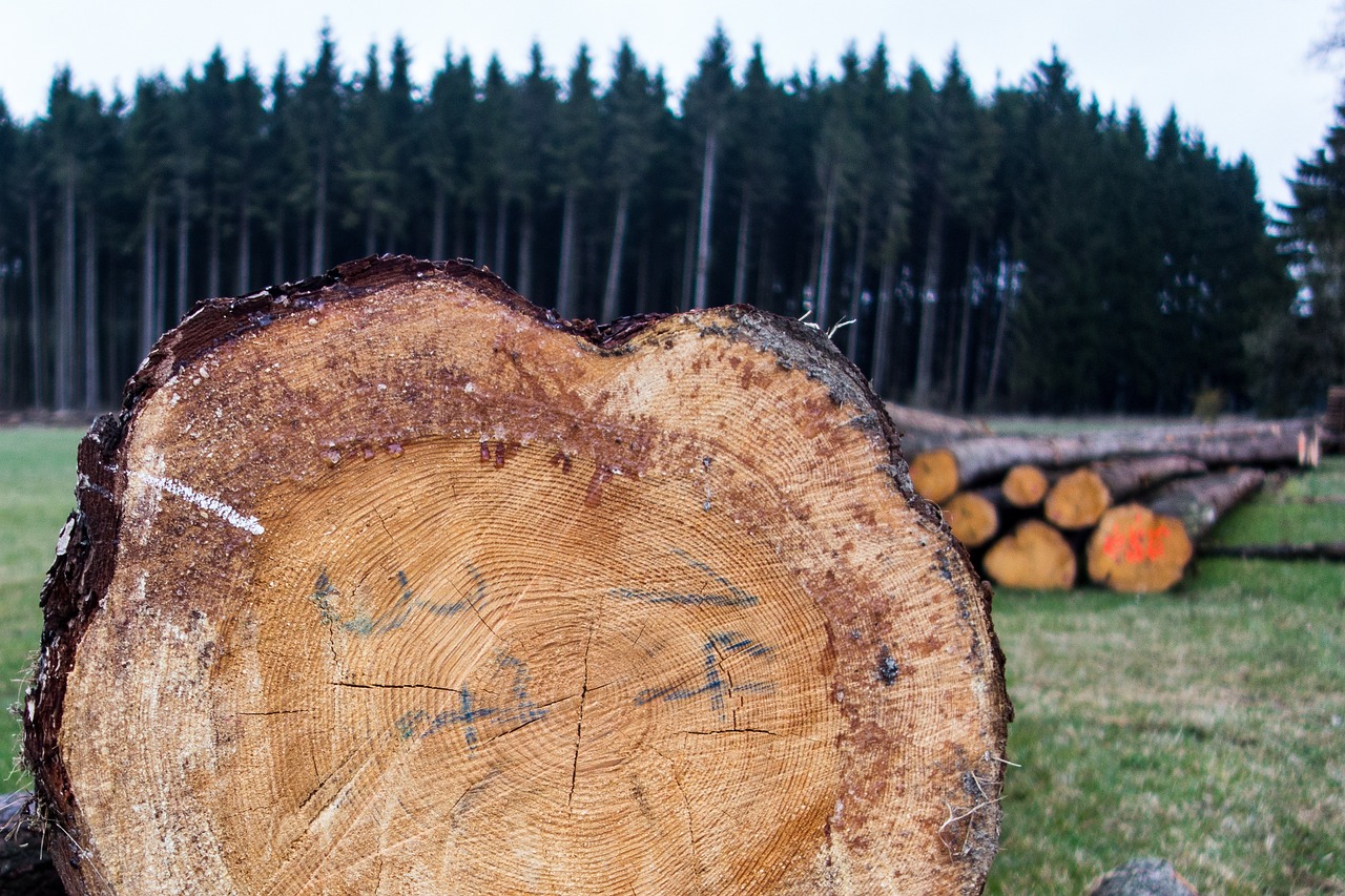 Ash Timber