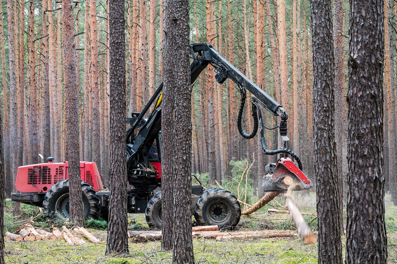 Forestry harvester at work in a pine forest